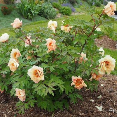 Loyola (2) upr_result